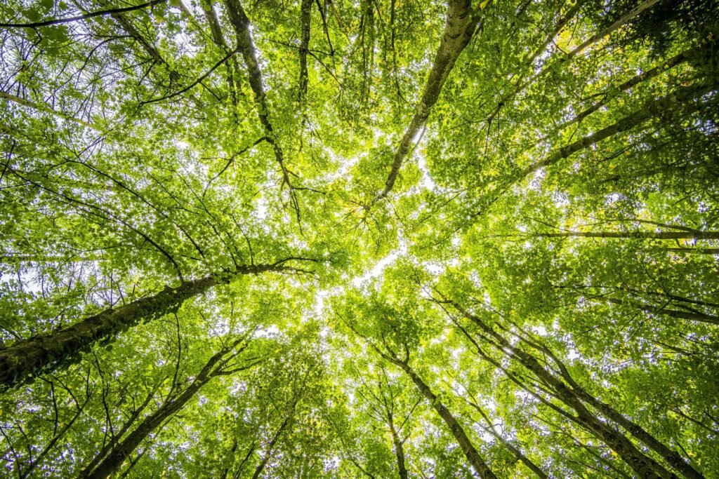 Forest Floor to Canopy | Sketch Challenge