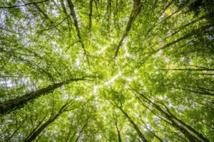 Forest Floor to Canopy | Sketch Challenge