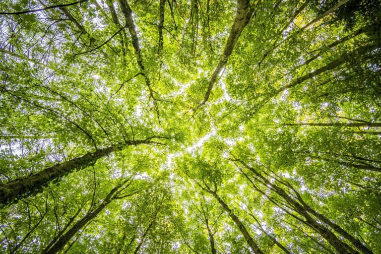 Forest Floor to Canopy | Sketch Challenge
