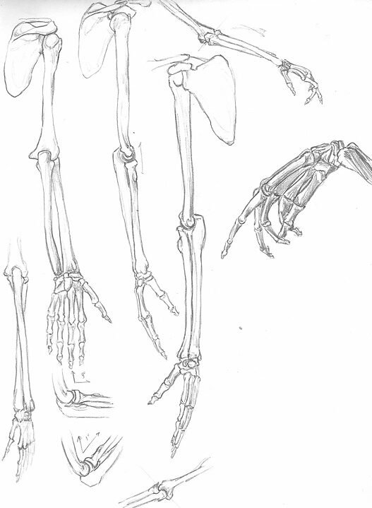 jasonpogo skeleton_study