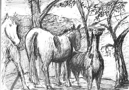 freddypitts horses llama sketch