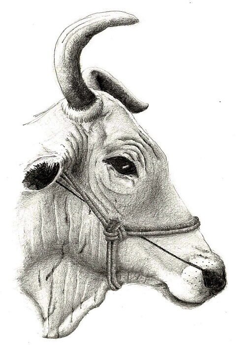 ssudhi the twisted horn