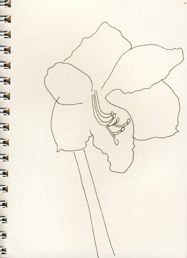 felicity amaryllis