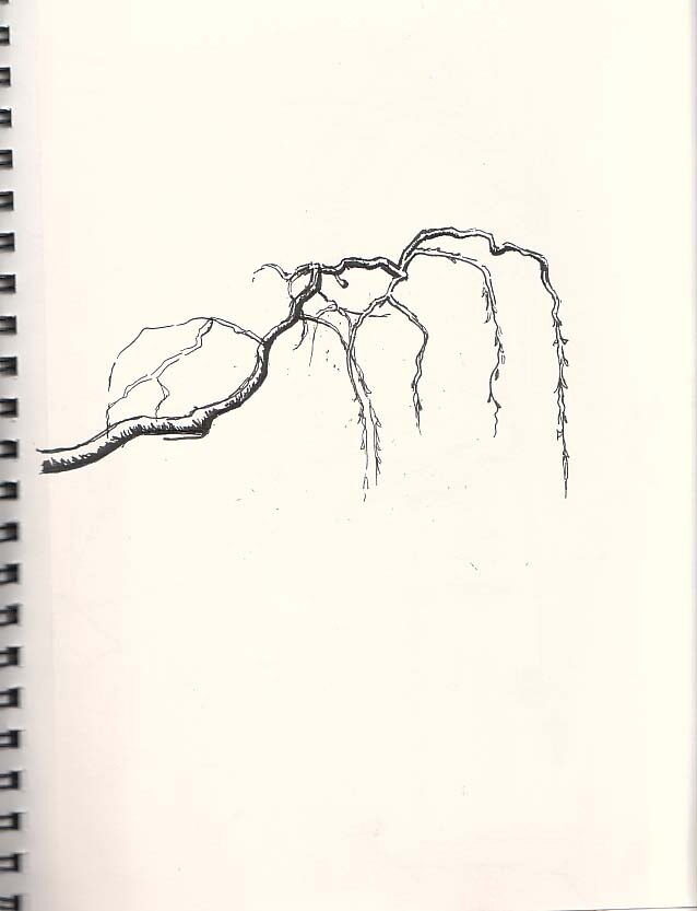 deedoubleyou tree
