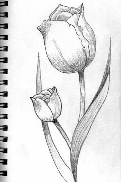 bmatienza-tulipanes