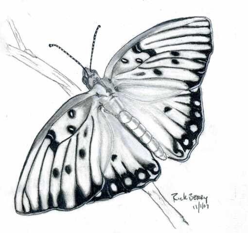 rickberry-email-butterfly-drawing-11-01-07001