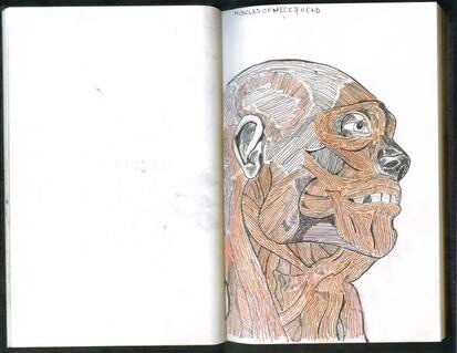 urielcerqueda-muscles-of-head-and-shoulders