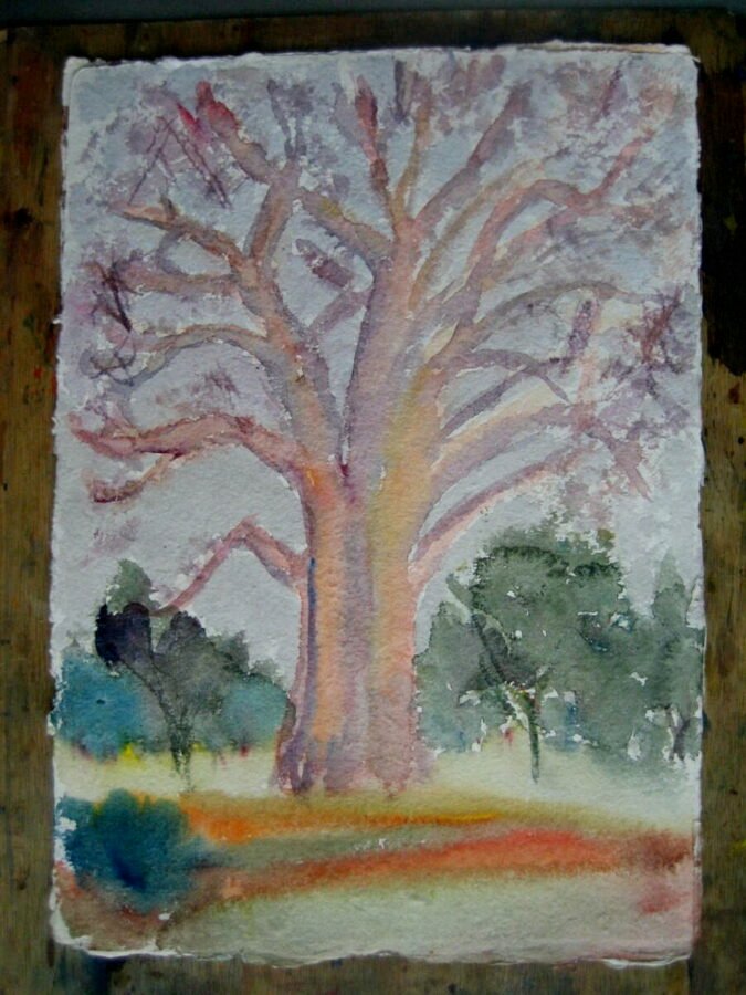 santiagorios baobab 35 x 25