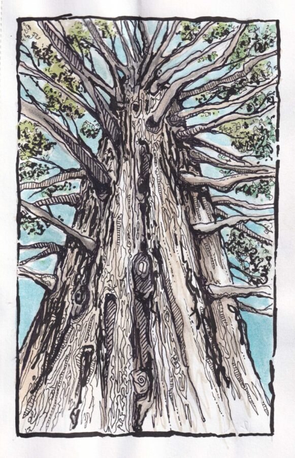 terrigoodness new zealand tree