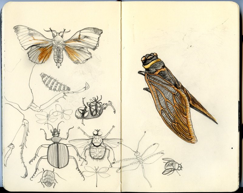 977_insects