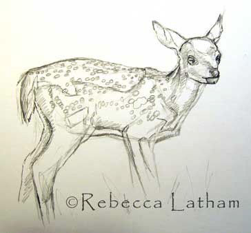 fawnsketch