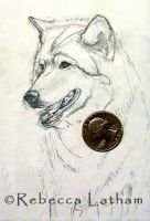 WolfMiniSketch0107
