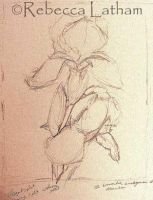 irises-mar06