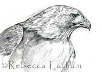 RedtailSketch0207