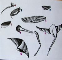 desarmado2