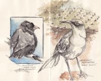 mockingbird-finch-sketch