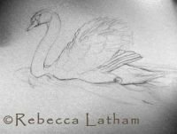 MuteSwanSketch0906