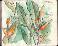 terrigoodness-birds-of-paradise-costa-rica