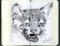puma