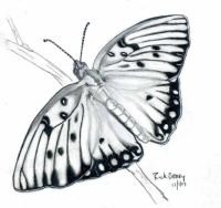 email Butterfly Drawing 11-01-07001