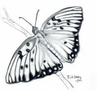 Butterfly-Drawing-11-01-07-web