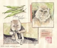 2024-monkeys-of-malaysia