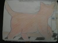kitty-c-fishy