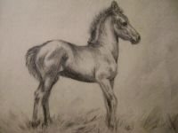 mccoys-dsc00064