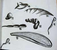 MAURODUQUE