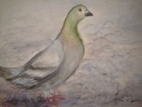 MALVI