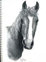 Horse-Drawing-11-04-07-web