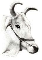 the-bull