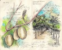 2024-kiwi-orchard