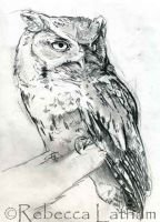 ScreechOwlSketch0207
