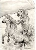 wildhorses