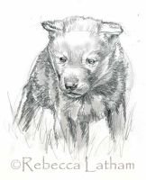 WolfPuppySketch0207