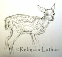 fawnsketch
