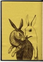 984_rabbits
