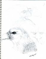 Eagle sketches001