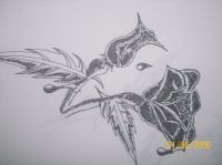 GAUCHAT