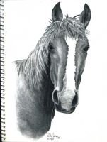 rickberry-horse-drawing-11-04-07-web