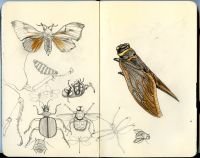 977_insects