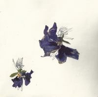 scan0010