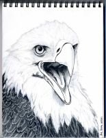 eagle-drawing-10-29-07-001-768x987