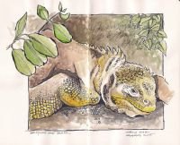 galapagos-land-iguana-sketch