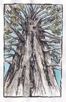 terrigoodness-new-zealand-tree