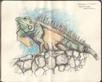 2025-iguana-costa-rica