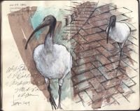 2024-white-ibis-australia