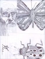 vinci