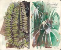 2024-australia-botanicals